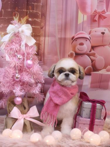 20241222あずきちゃん